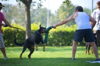 Picture of Beauceron attacking