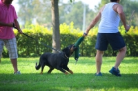 Picture of Beauceron attacking