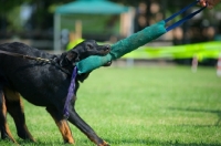 Picture of Beauceron biting dummy