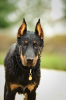 Picture of Beauceron, front view