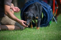 Picture of Beauceron going through a tunnel during an agility training