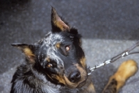 Picture of beauceron, harlequin colour,  with cropped ears