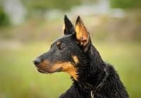 Picture of Beauceron head study