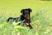 Picture of Beauceron in greenery