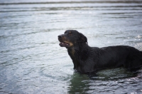 Picture of Beauceron in the water