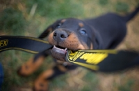 Picture of beauceron puppy playing with camera strap