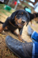 Picture of beauceron puppy playing with owner's shoe