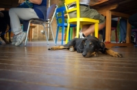 Picture of Beauceron puppy resting on a restaurant floor and waiting patiently