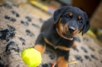 Picture of beauceron puppy with ball