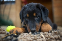 Picture of beauceron puppy with sad look