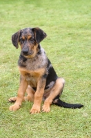 Picture of Beauceron puppy