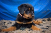 Picture of beauceron puppy