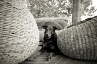 Picture of Beauceron resting on a restaurant floor