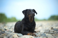 Picture of Beauceron resting on a shore