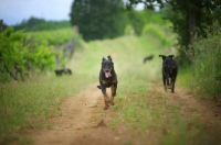 Picture of Beauceron running towards camera on a country road