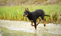 Picture of Beauceron running