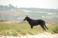 Picture of Beauceron, side view