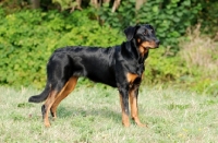 Picture of Beauceron side view