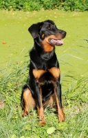 Picture of Beauceron sitting on grass