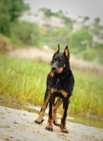 Picture of Beauceron standing near grass