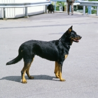 Picture of beauceron standing