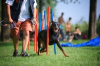 Picture of Beauceron training in agility, doing slalom