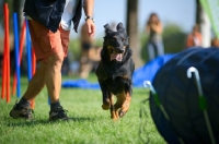 Picture of Beauceron training in agility