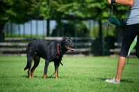 Picture of Beauceron waiting to jump at dummy while training