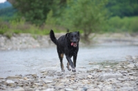 Picture of Beauceron walking on a river share