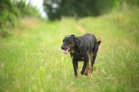 Picture of Beauceron walking through a grass field