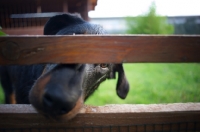 Picture of Beauceron watching through a fence