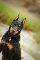 Picture of Beauceron