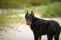 Picture of Beauceron