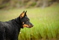 Picture of Beauceron