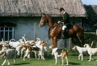 Picture of beaufort hunt foxhounds with huntsman 