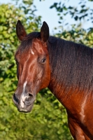 Picture of beautiful bay Quarter horse portrait