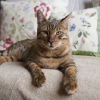 Picture of beautiful Bengal cat laying on flowery couch