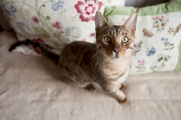Picture of beautiful Bengal cat on flowery sofa