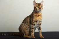 Picture of beautiful bengal cat sitting, studio shot