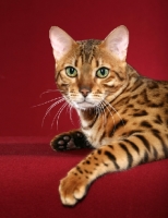 Picture of beautiful Bengal on red background