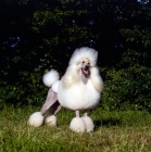 Picture of beautiful champion standard poodle standing in front of greenery