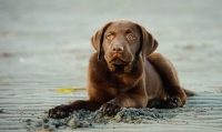 Picture of beautiful chocolate Labrador puppy resting on beach