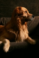 Picture of beautiful Golden Retriever in studio