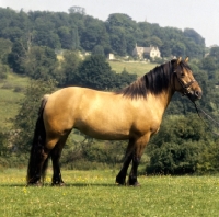 Picture of beautiful Highland Pony mare at nashend stud, side view 