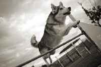 Picture of beautiful husky mix jumping over an obstacle in an agility course