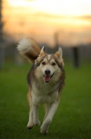 Picture of beautiful husky mix running in a field of grass, sunset in the background