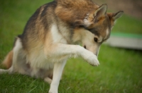 Picture of beautiful husky mix showing a trick