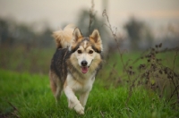 Picture of beautiful husky mix walking in a field