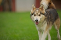 Picture of beautiful husky mix walking with tail up