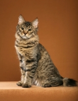 Picture of beautiful longhaired Pixie Bob cat